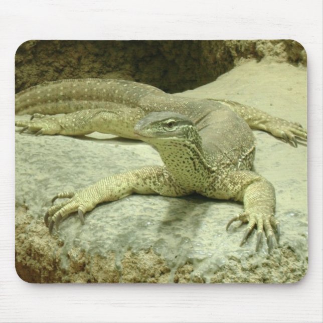 Varanus gouldii musmatta (Framsidan)