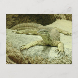 Varanus gouldii vykort