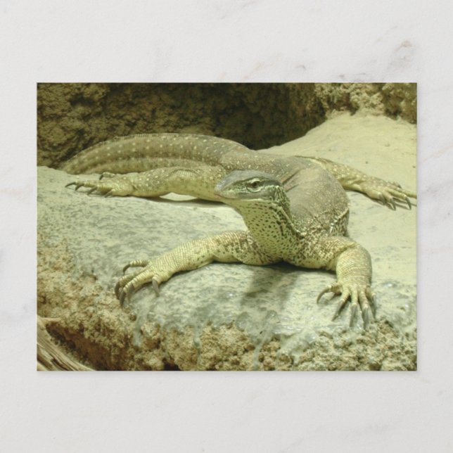 Varanus gouldii vykort (Framsida)