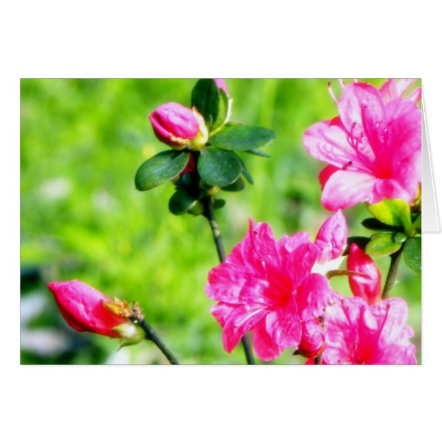 VårAzaleas Hälsningskort (Framsidan Horizontal)