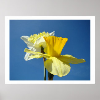Vårblå himmel Fina konsttryck Narcissblommor Poster