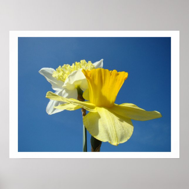 Vårblå himmel Fina konsttryck Narcissblommor Poster (Framsidan)