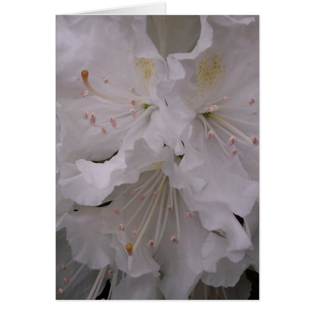 Vårblommar Hälsningskort (Framsidan)