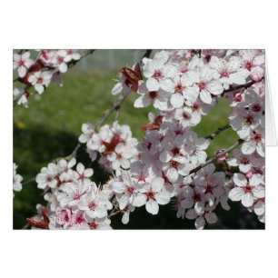 Vårblommar OBS Kort