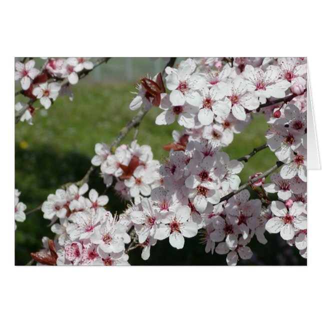 Vårblommar OBS Kort (Framsidan Horizontal)