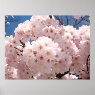 Vårblommig konst affisch Rosa Träd Blommar