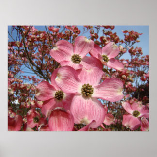 Vårblommor av blommande kornell konsttryck på canv poster