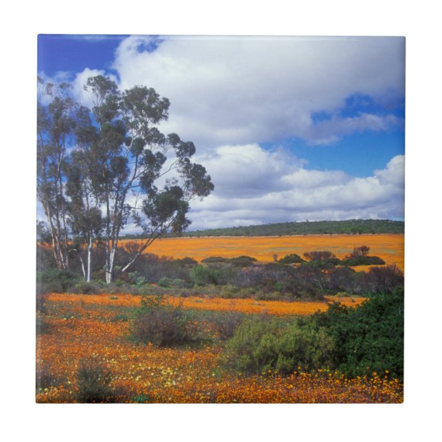 Vårblommor i Namaqualand, Sydafrika Kakelplatta (Framsidan)