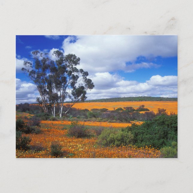 Vårblommor i Namaqualand, Sydafrika Vykort (Framsida)