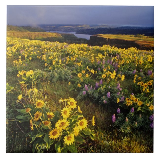 Vårblommor i överflöd vid Tom Kakelplatta (Framsidan)