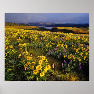 Vårblommor i överflöd vid Tom Poster