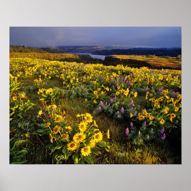 Vårblommor i överflöd vid Tom Poster (Framsidan)