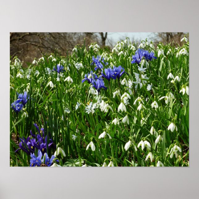 Vårblommor landskapsbild på kullen poster (Framsidan)