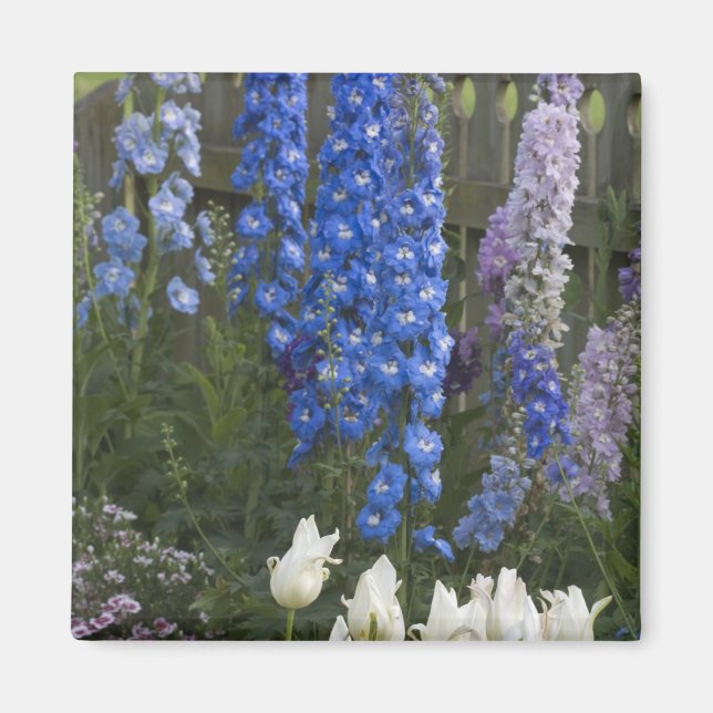 Vårblommor längs en trädgårdsstig, Georgia 2 Magnet (Framsidan)