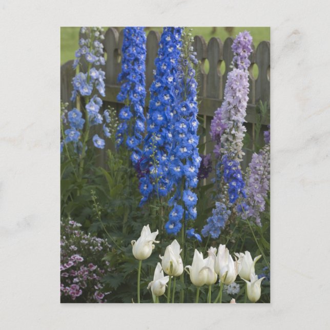 Vårblommor längs en trädgårdsstig, Georgia 2 Vykort (Framsida)