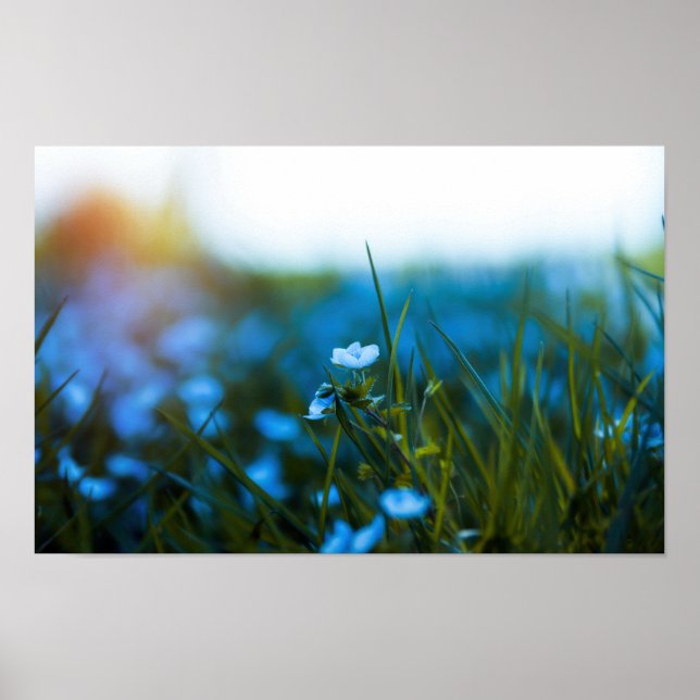 Vårblommor på fältet poster (Framsidan)
