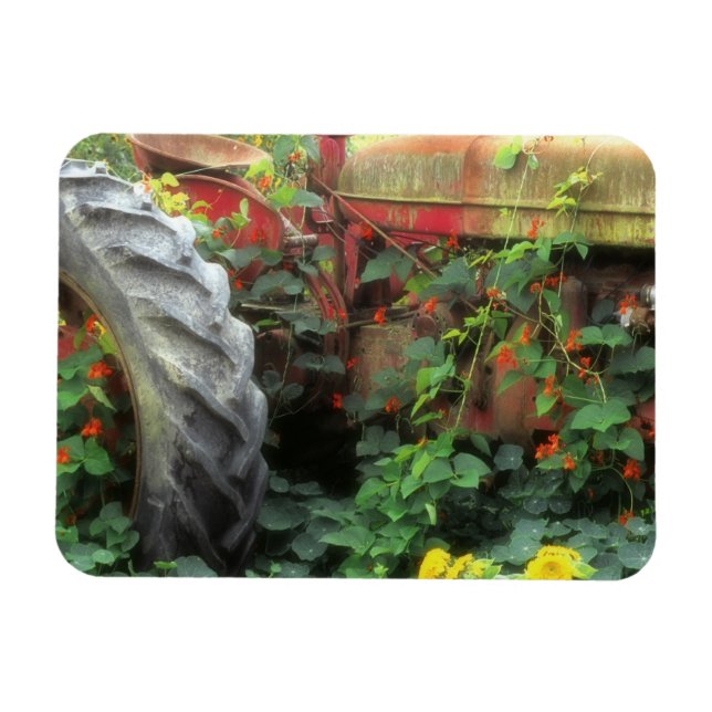 Vårblommor pryder en gammal traktor. magnet (Horisontell)