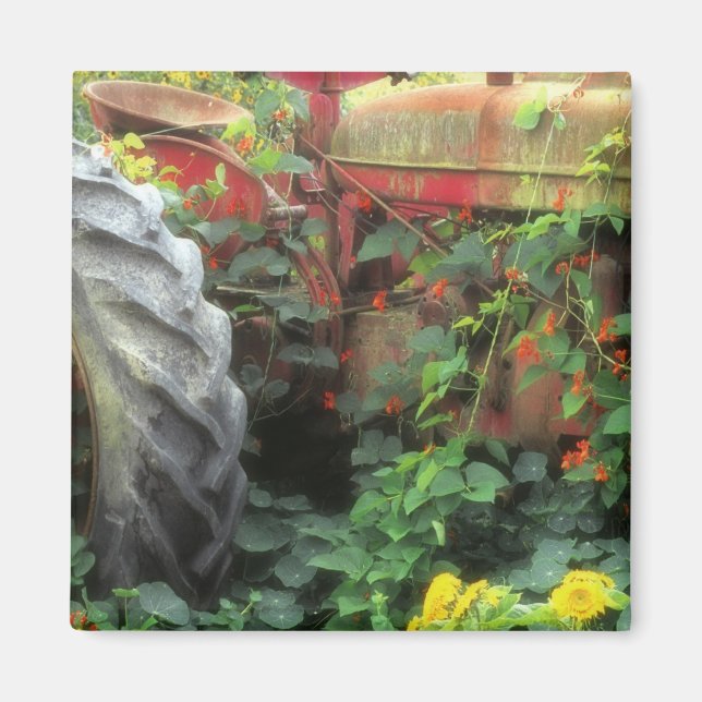 Vårblommor pryder en gammal traktor. magnet (Framsidan)