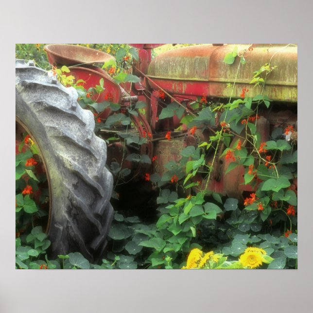 Vårblommor pryder en gammal traktor. poster (Framsidan)