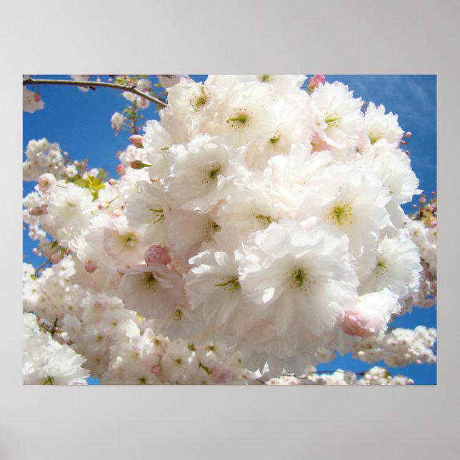 Vårblommor Rosa Träd Blommar Konsttryck Blommor Poster (Framsidan)