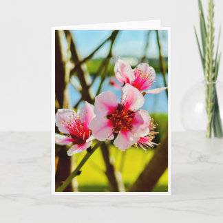 Vårblommor tom kort