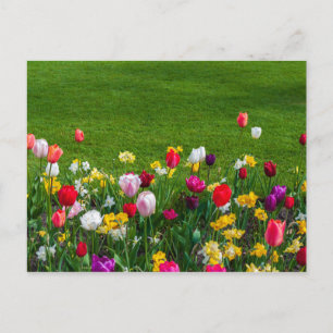 Vårblommor Vykort