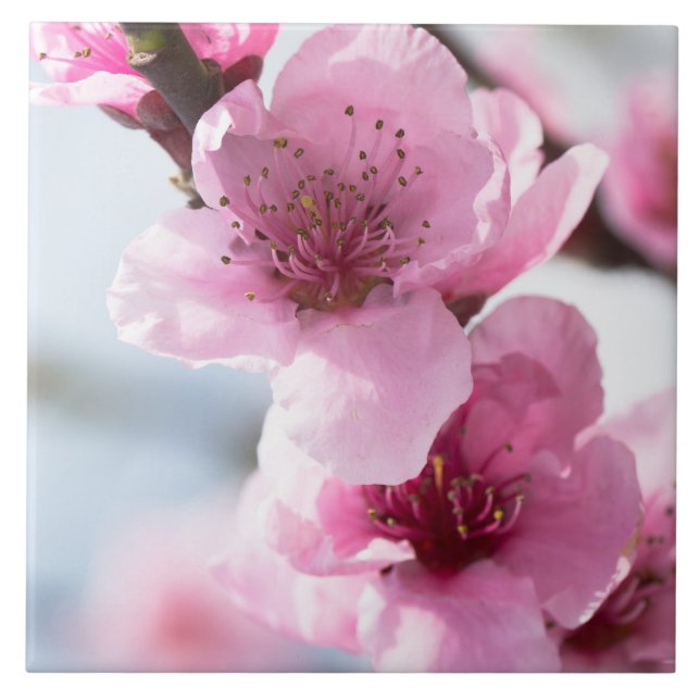 Vårblomning Kakelplatta (Framsidan)