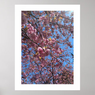 Vårblomning Poster