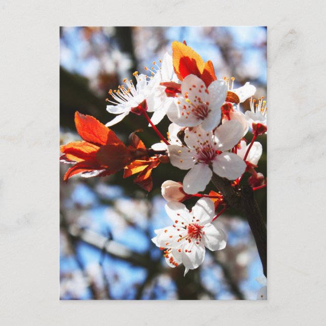 Vårblomning Vykort (Framsida)