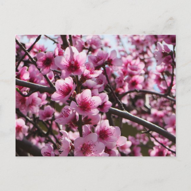 Vårblomning Vykort (Framsida)