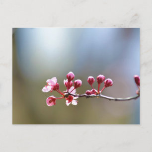 Vårblomster Vykort