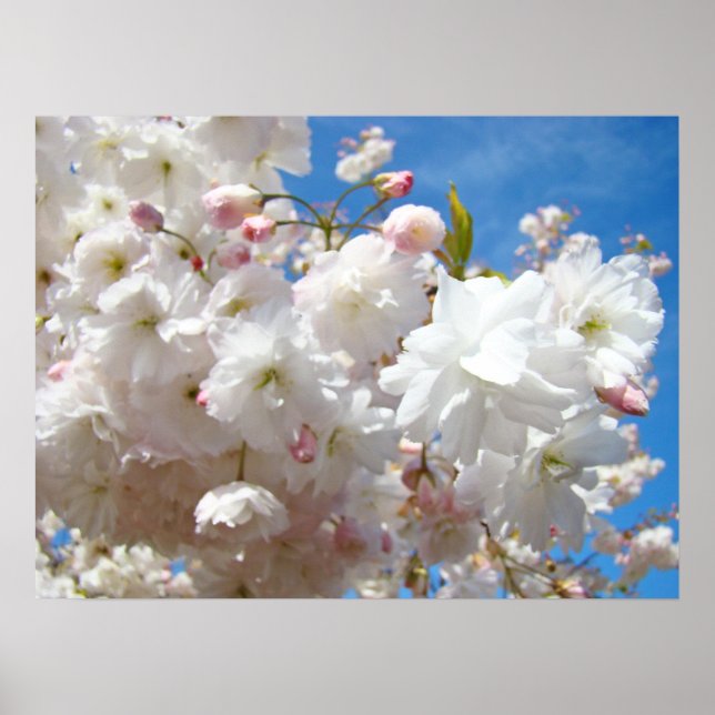 Vårblomsteraffischer Blommande Träd Blå Himmel Poster (Framsidan)
