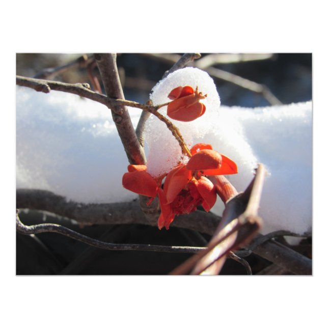 "Vård i viloläge" Fototryck (Framsidan)