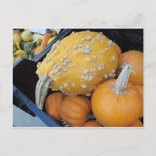 Vard Pumpkin Vykort