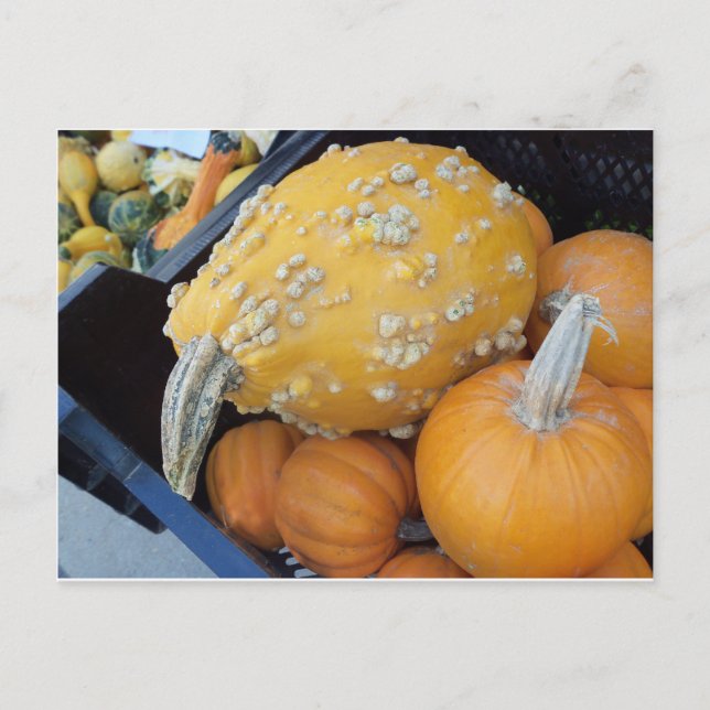 Vard Pumpkin Vykort (Framsida)