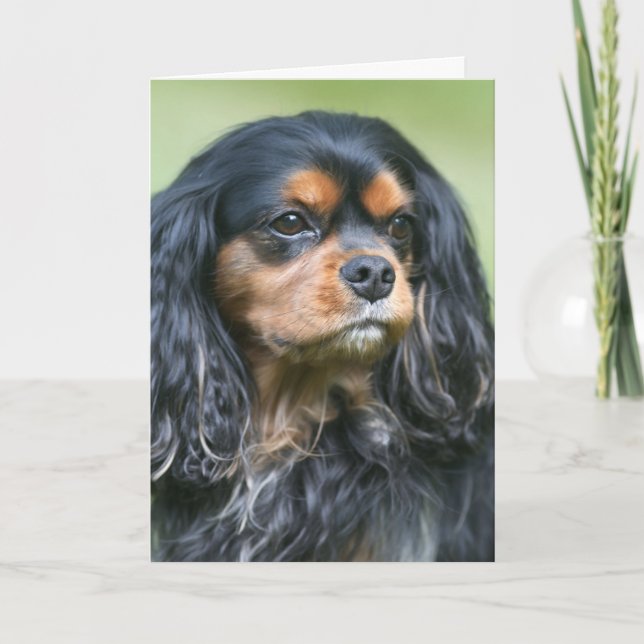 Vårda Vår Vänskap Cavalier King Charles Kort (Framsida)