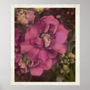 värdefull rosa Peony Poster