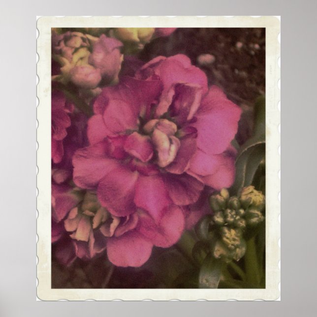 värdefull rosa Peony Poster (Framsidan)