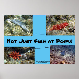 Varelser på den Poipu stranden Poster