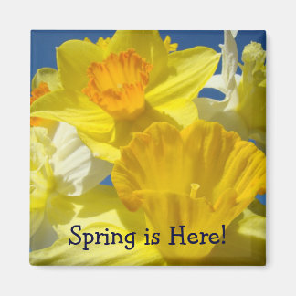Våren är här! magnetiska gåvor Färgglomma narcisse Magnet