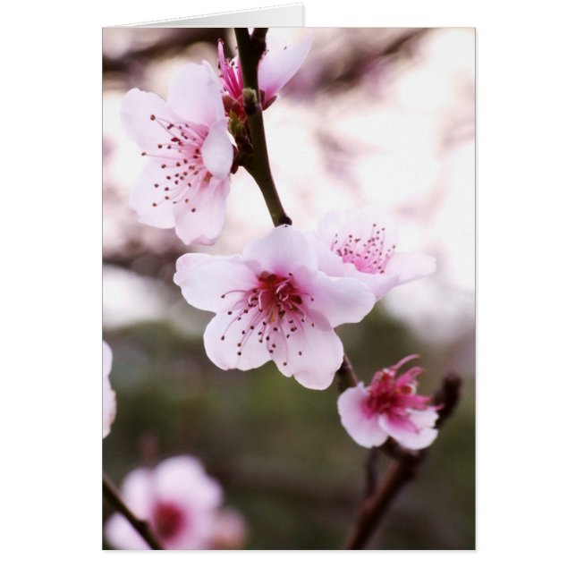 Våren blomstrar kortet hälsningskort (Framsidan)