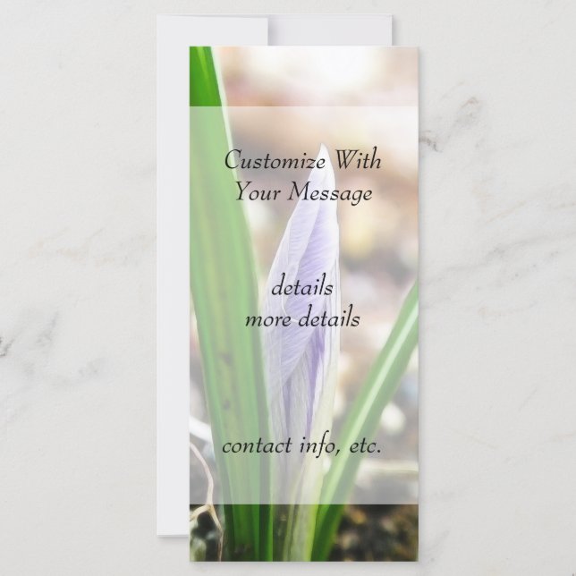 Våren! Crocus Bud (Framsida)