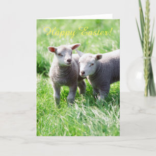 Våren lambs påskkortet helgkort