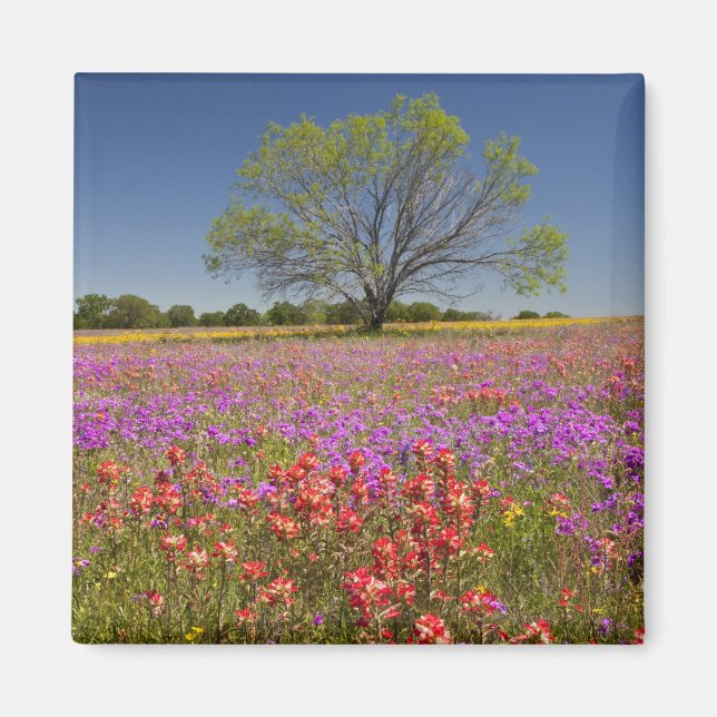 Våren mesquite-träd som växer i vilda blommor, magnet (Framsidan)