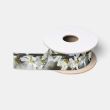 Våren vit blomstrar fotobandet