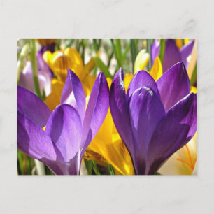 Vårens första blomning: Krokus Vykort