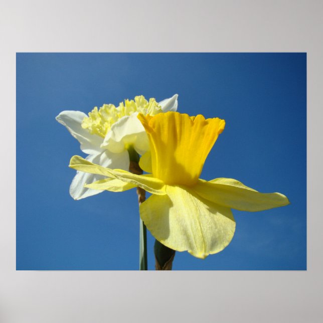Vårens Narcisser konsttryck Blå Himmel Blommor Poster (Framsidan)