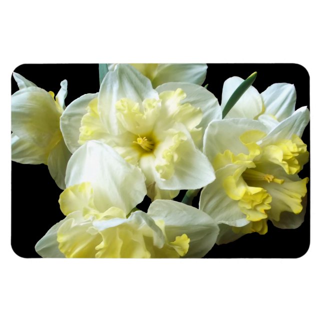 Vårens narcisser vita gula blommor magnet (Horisontell)