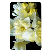 Vårens narcisser vita gula blommor