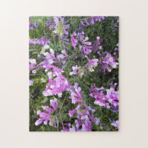 Vårens vilda blommor i lila nyanser